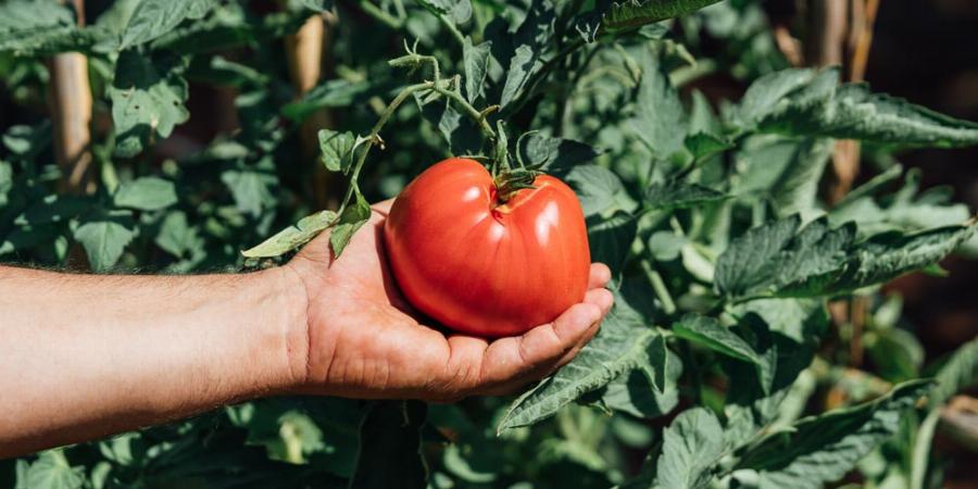 Εννιά υγιεινές τροφές που καθαρίζουν το παχύ έντερο με φυσικό τρόπο και βοηθούν στη σωστή λειτουργία του