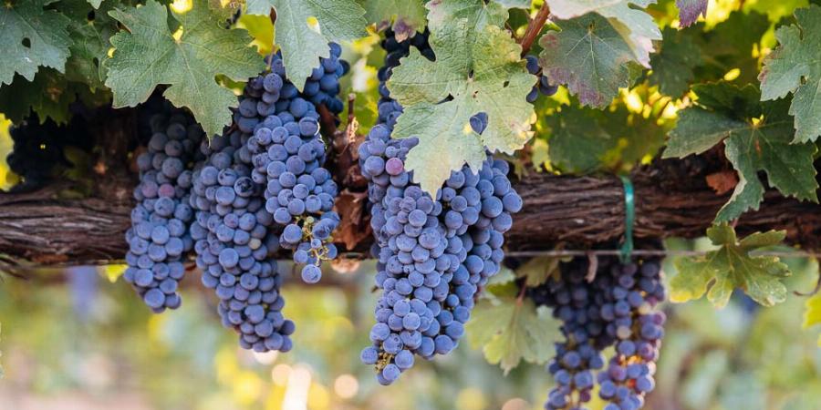 Εννιά υγιεινές τροφές που καθαρίζουν το παχύ έντερο με φυσικό τρόπο και βοηθούν στη σωστή λειτουργία του