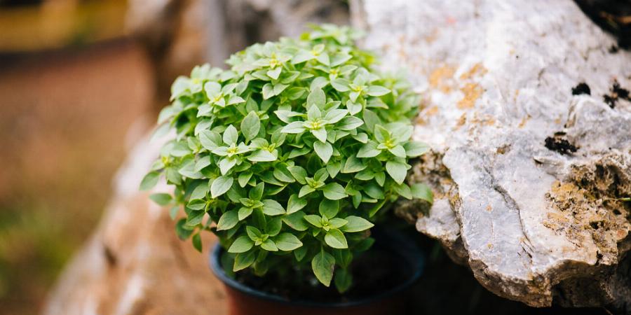 Ποια είναι τα φυτά της ευτυχίας; – 7 φυτά που διώχνουν την αρνητική ενέργεια και φτιάχνουν τη διάθεση μας