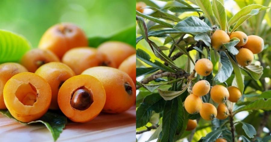 Μούσμουλα: Ο θαυματουργός καρπός που καταπολεμά ασθένειες και τι να προσέχουμε στην κατανάλωσή τους