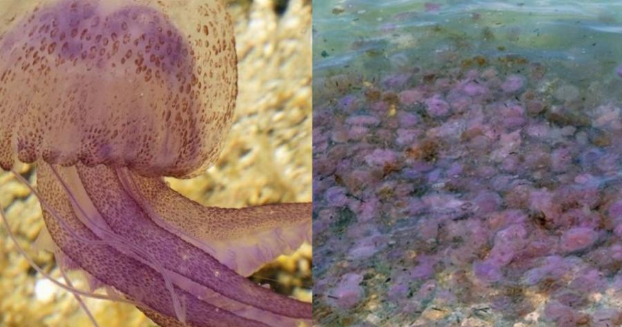 Μωβ μέδουσες: Οι 3 κινήσεις που πρέπει να κάνεις άμεσα μετά το τσίμπημα για να σταματήσεις την τοξίνη