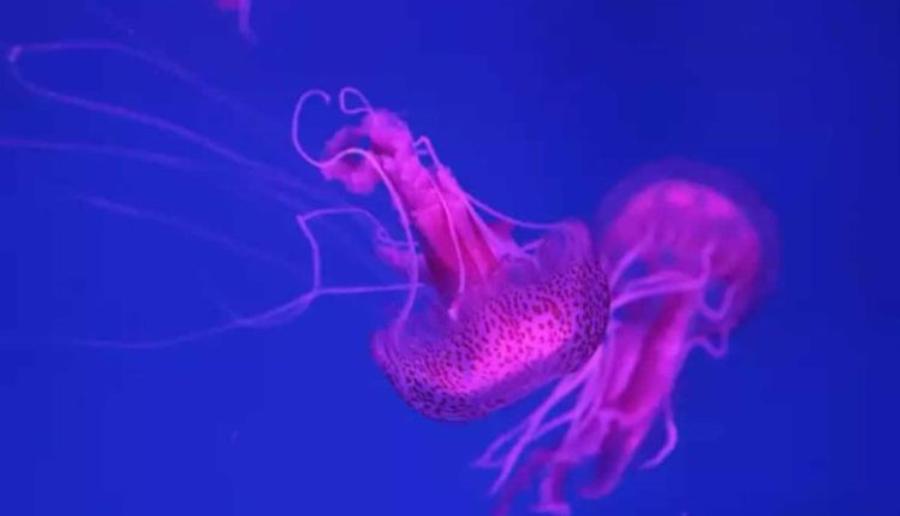 “Αυτό πρέπει να κάνετε αμέσως αν σας τσιμπήσουν”: Οι οδηγίες της Παγώνη για τις Μωβ Μέδουσες