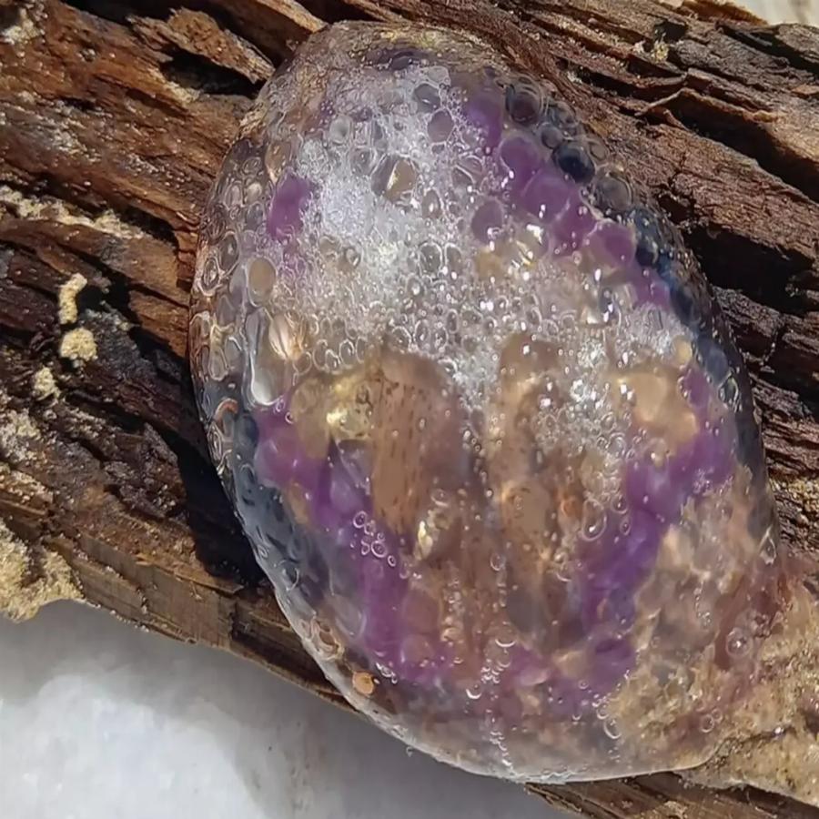 Μωβ μέδουσες: Γυναίκα γύρισε το κεφάλι της σε παραλία στην Κυλλήνη και είδε κάτι που δεν θα ξεχάσει ποτέ