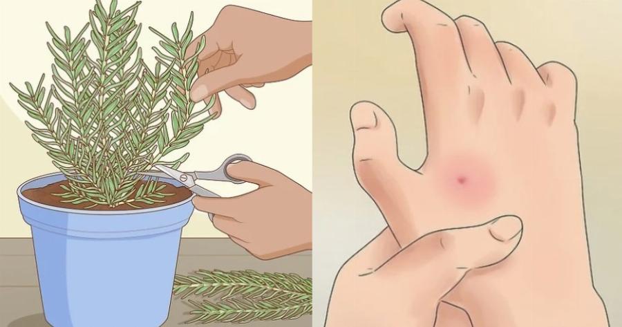 Δέκα φυτά για να απωθήσετε φυσικά τα κουνούπια και να κοιμάστε ήσυχοι όλο το καλοκαίρι