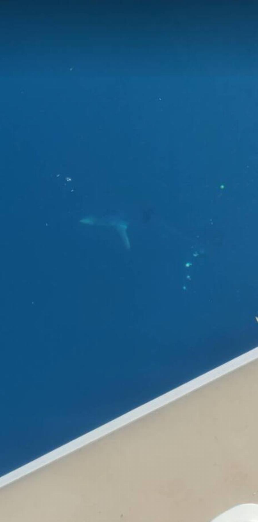 Πήγαν για ψάρεμα και εμφανίστηκε δίπλα στη βάρκα τους καρχαρίας στο Μύτικα Αιτωλοακαρνανίας