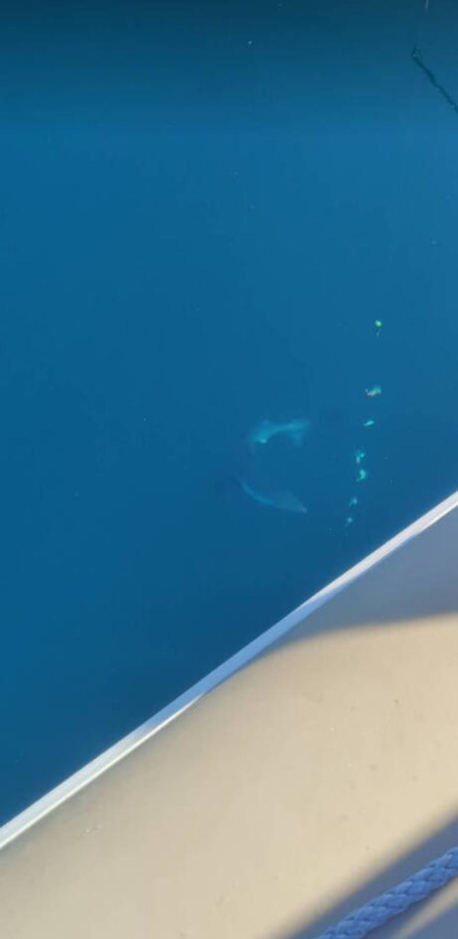 Πήγαν για ψάρεμα και εμφανίστηκε δίπλα στη βάρκα τους καρχαρίας στο Μύτικα Αιτωλοακαρνανίας