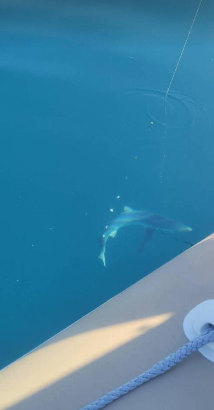 Πήγαν για ψάρεμα και εμφανίστηκε δίπλα στη βάρκα τους καρχαρίας στο Μύτικα Αιτωλοακαρνανίας