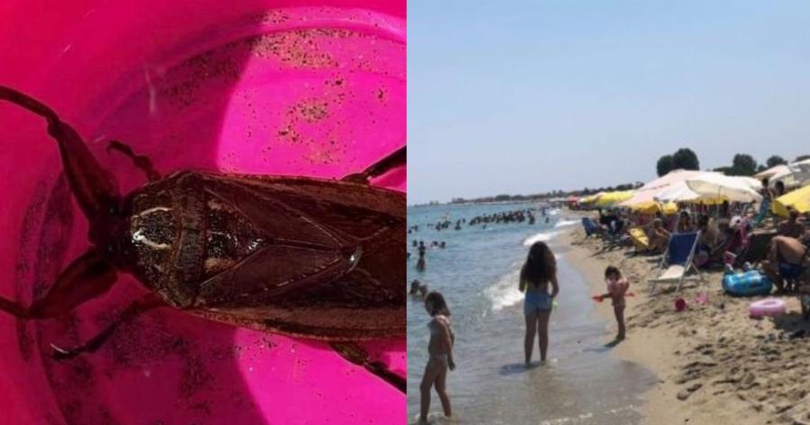 Δηλητηριώδες σκαθάρι «απείλησε» γυναίκα την ώρα που κολυμπούσε στη Λάρισα