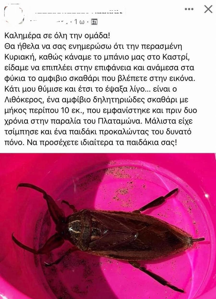 Δηλητηριώδες σκαθάρι «απείλησε» γυναίκα την ώρα που κολυμπούσε στη Λάρισα