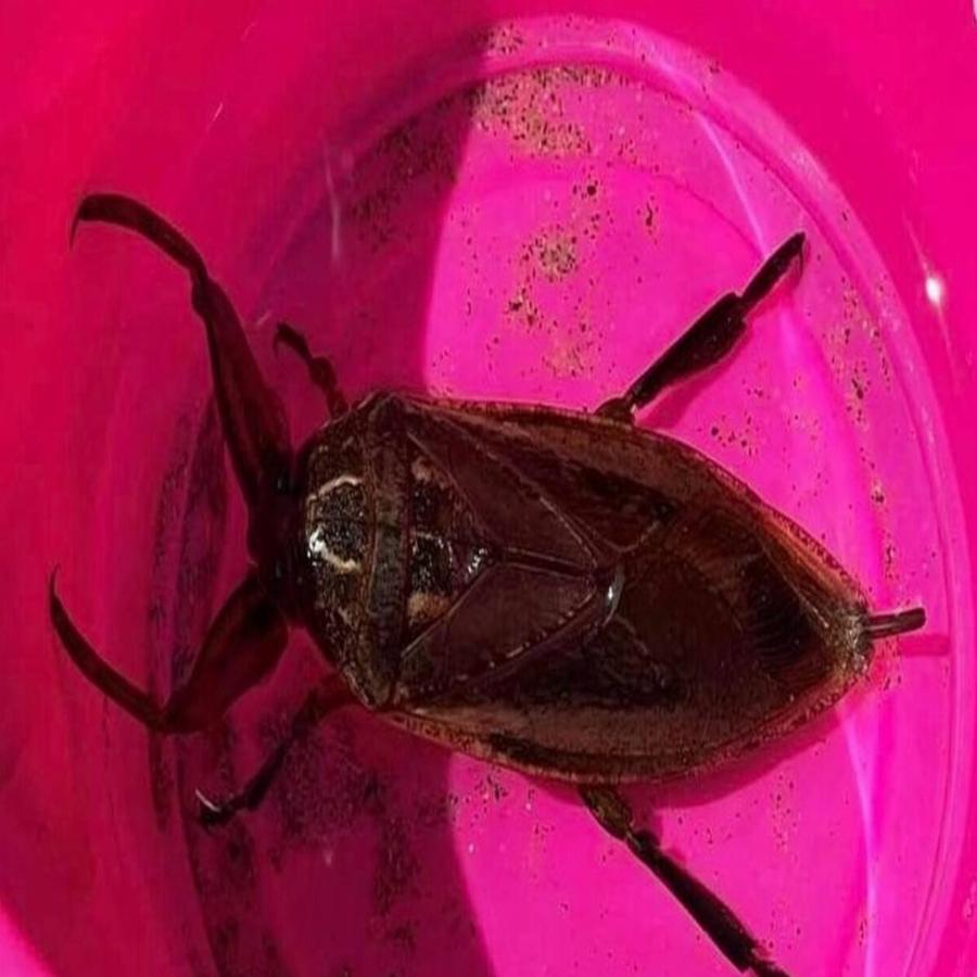 Δηλητηριώδες σκαθάρι «απείλησε» γυναίκα την ώρα που κολυμπούσε στη Λάρισα