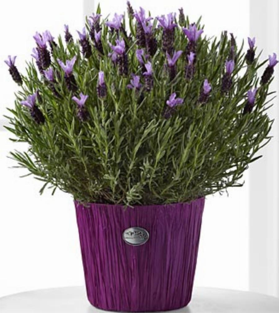 Δέκα φυτά για να απωθήσετε φυσικά τα κουνούπια και να κοιμάστε ήσυχοι όλο το καλοκαίρι