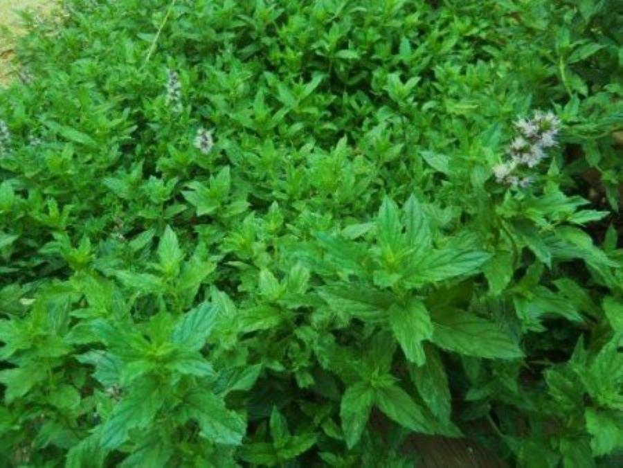 Δέκα φυτά για να απωθήσετε φυσικά τα κουνούπια και να κοιμάστε ήσυχοι όλο το καλοκαίρι