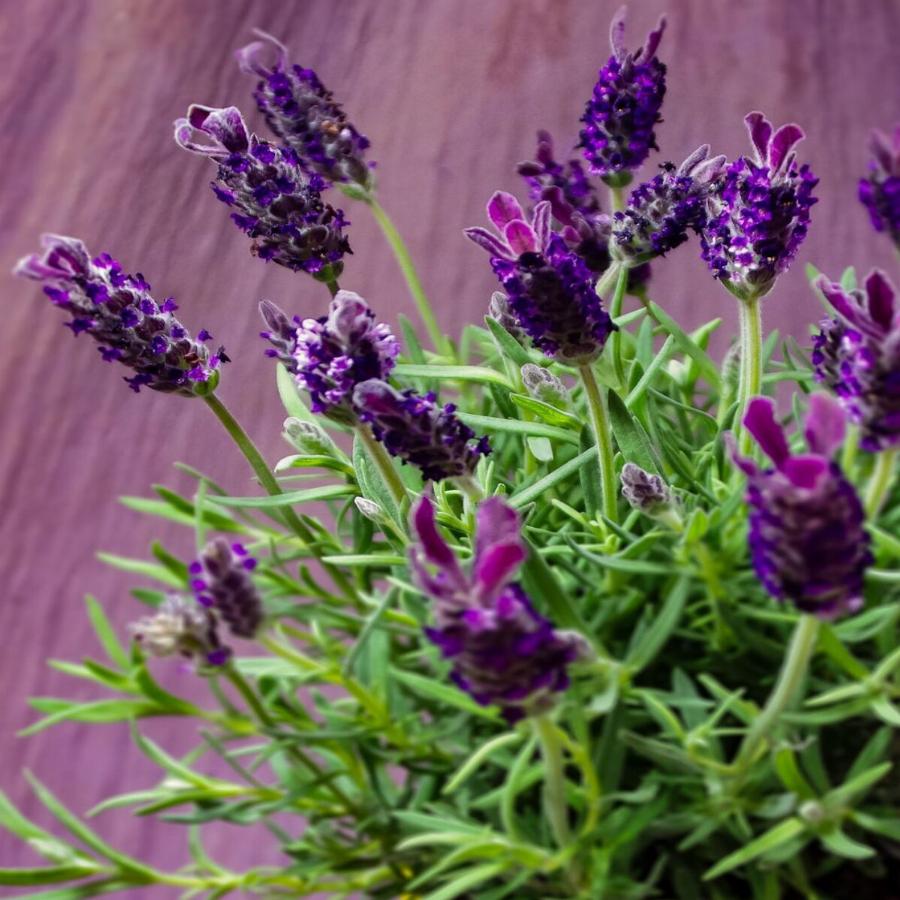 Ποια είναι τα φυτά της ευτυχίας; – 7 φυτά που διώχνουν την αρνητική ενέργεια και φτιάχνουν τη διάθεση μας