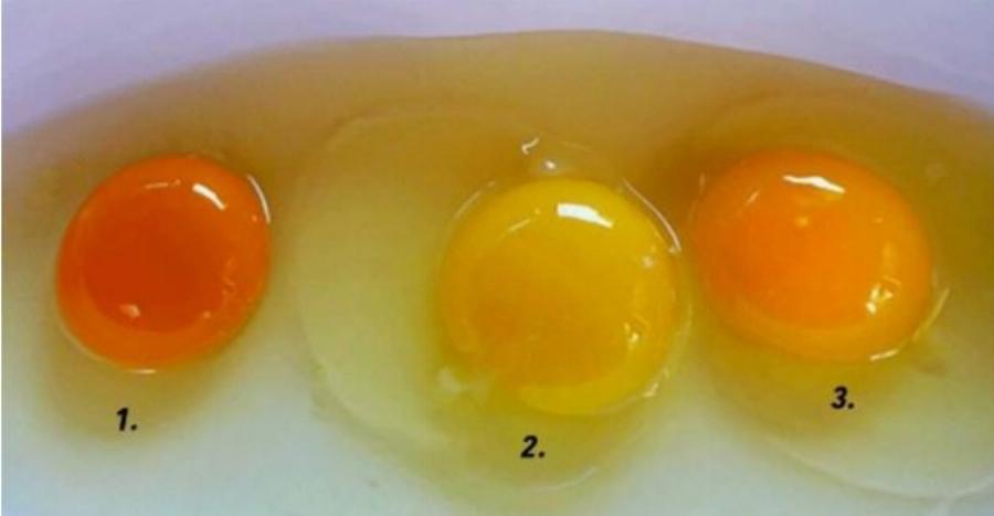 Τι σημαίνει αν ο κρόκος ενός αυγού είναι κίτρινος ή πορτοκαλί – Ποιος είναι ο πιο υγιεινός