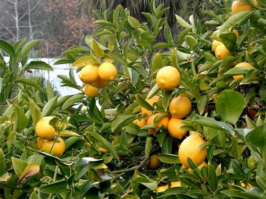 Ποιες ασθένειες καταπολεμά το λεμόνι; Οι «μαγικές» ιδιότητές του για τον οργανισμό μας