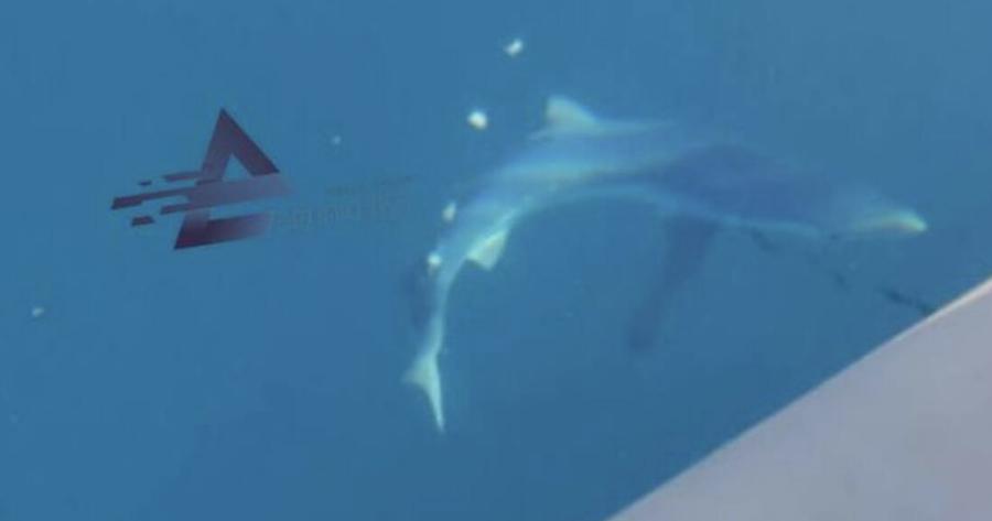 Πήγαν για ψάρεμα και εμφανίστηκε δίπλα στη βάρκα τους καρχαρίας στο Μύτικα Αιτωλοακαρνανίας