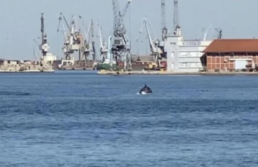 Δελφίνια εμφανίστηκαν στον Θερμαϊκό στη Θεσσαλονίκη