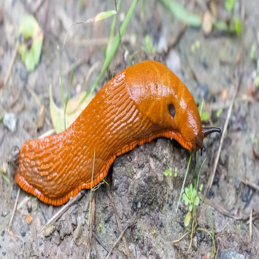 Δεκατέσσερα ζώα που πιστεύουμε πως είναι ακίνδυνα αλλά καλό θα ήταν να μην τα ακουμπήσουμε αν τα δούμε από κοντά