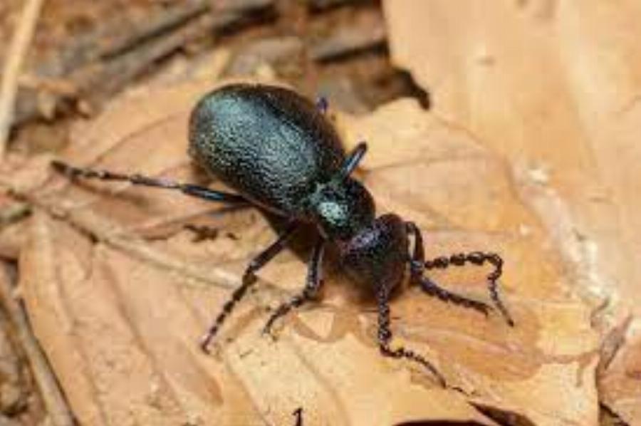 Δεκατέσσερα ζώα που πιστεύουμε πως είναι ακίνδυνα αλλά καλό θα ήταν να μην τα ακουμπήσουμε αν τα δούμε από κοντά