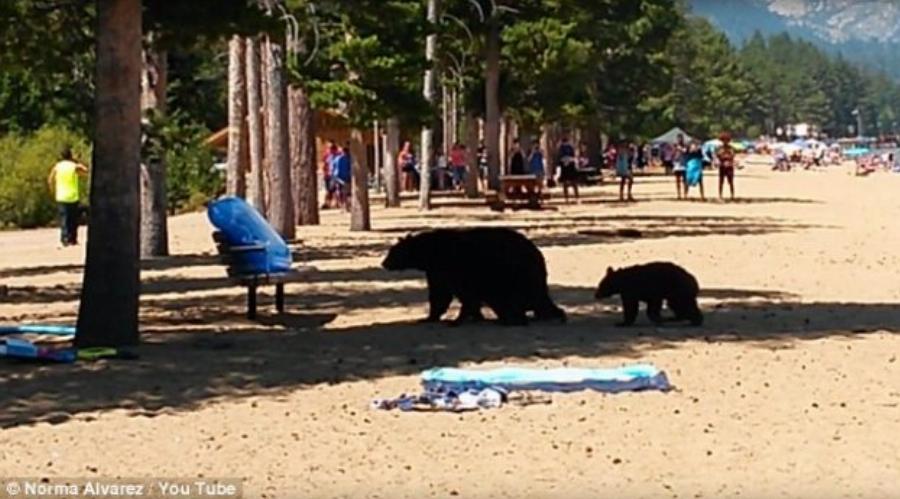 Διάλειμμα δροσιάς για μια αρκούδα με τα μωρά της – Πήγε στην παραλία γεμάτη κόσμο και βούτηξε στα νερά