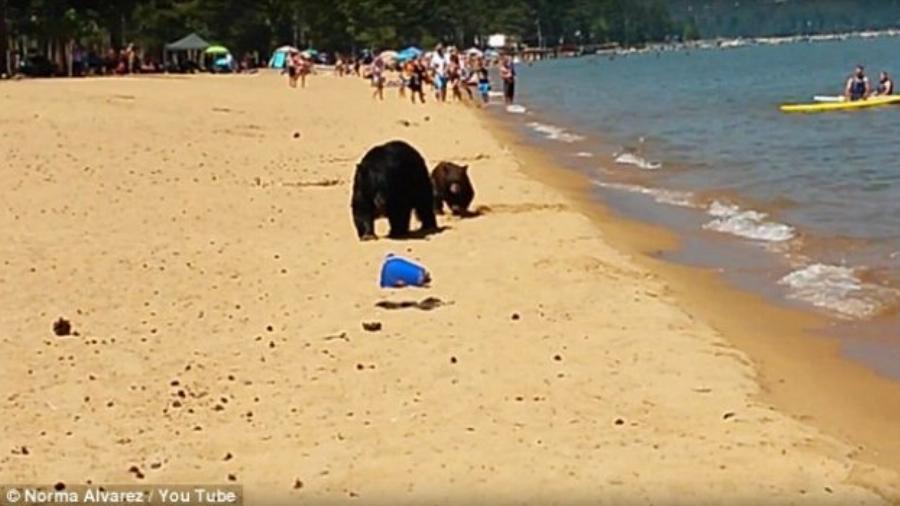 Διάλειμμα δροσιάς για μια αρκούδα με τα μωρά της – Πήγε στην παραλία γεμάτη κόσμο και βούτηξε στα νερά