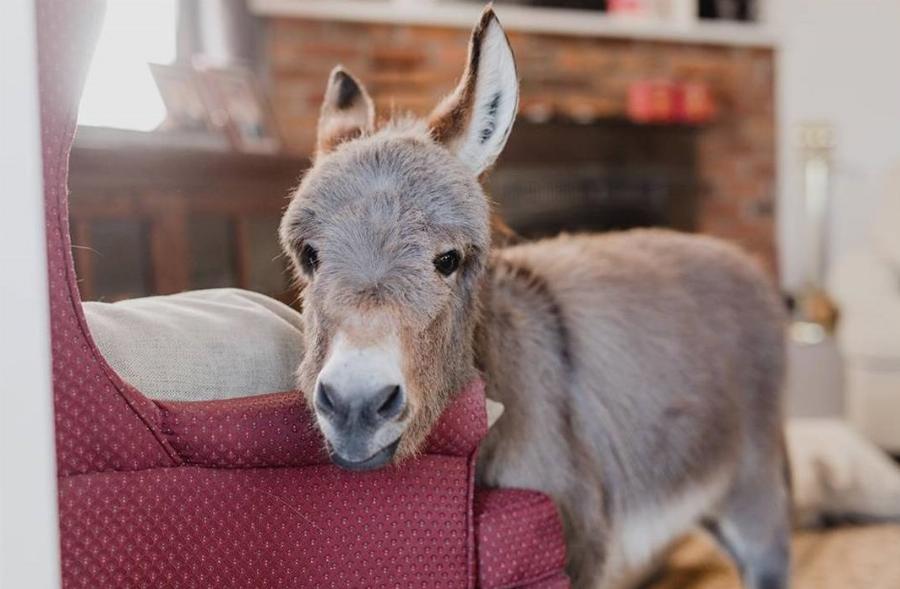 Γαϊδουράκι σαν κατοικίδιο: Ζει κανονικά σε σπίτι  όπως ένας σκύλος