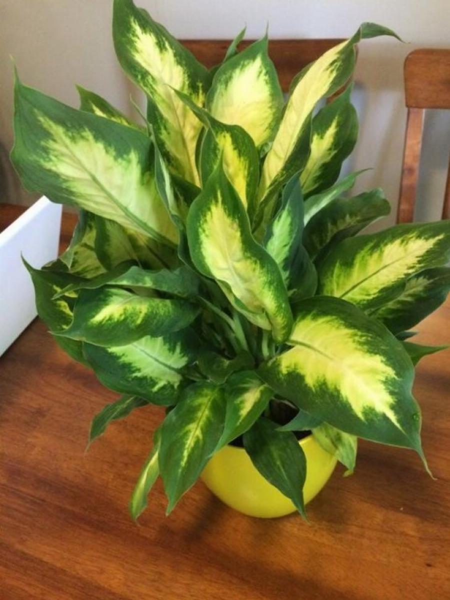 Μεγάλη προσοχή: Κρυφός κίνδυνος είναι αυτό το φυτό που υπάρχει σε όλα τα σπίτια – Προκαλεί τοξική δηλητηρίαση