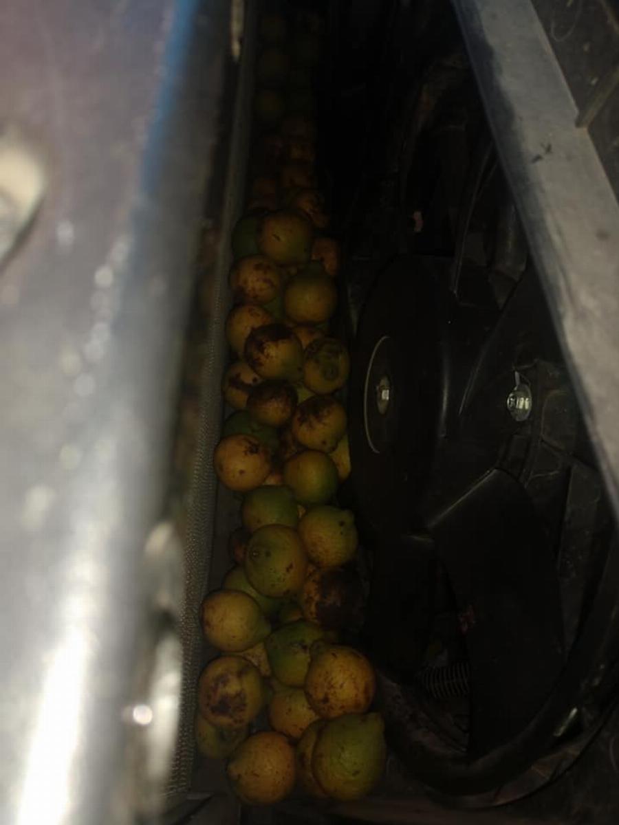 Σε κάθε πιθανό και απίθανο σημείο: Σκίουρος αποθήκευσε σε αγροτικό 160 κιλά καρύδια σε τέσσερις μέρες