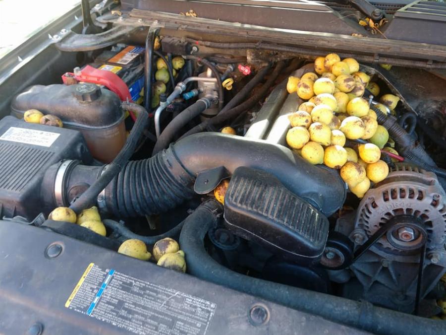 Σε κάθε πιθανό και απίθανο σημείο: Σκίουρος αποθήκευσε σε αγροτικό 160 κιλά καρύδια σε τέσσερις μέρες