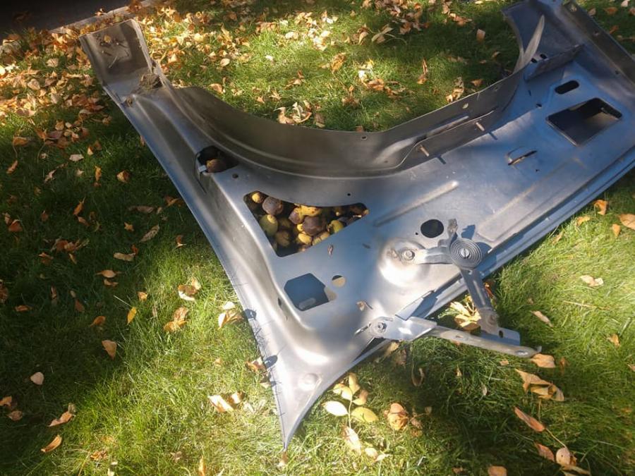 Σε κάθε πιθανό και απίθανο σημείο: Σκίουρος αποθήκευσε σε αγροτικό 160 κιλά καρύδια σε τέσσερις μέρες