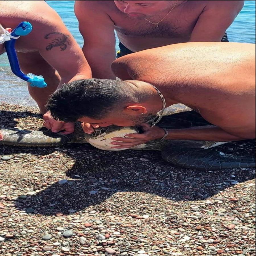 Διάσωση χελώνας στη Ρόδο: Δύτης έσωσε εγκλωβισμένη χελώνα κάνοντας της τεχνητή αναπνοή