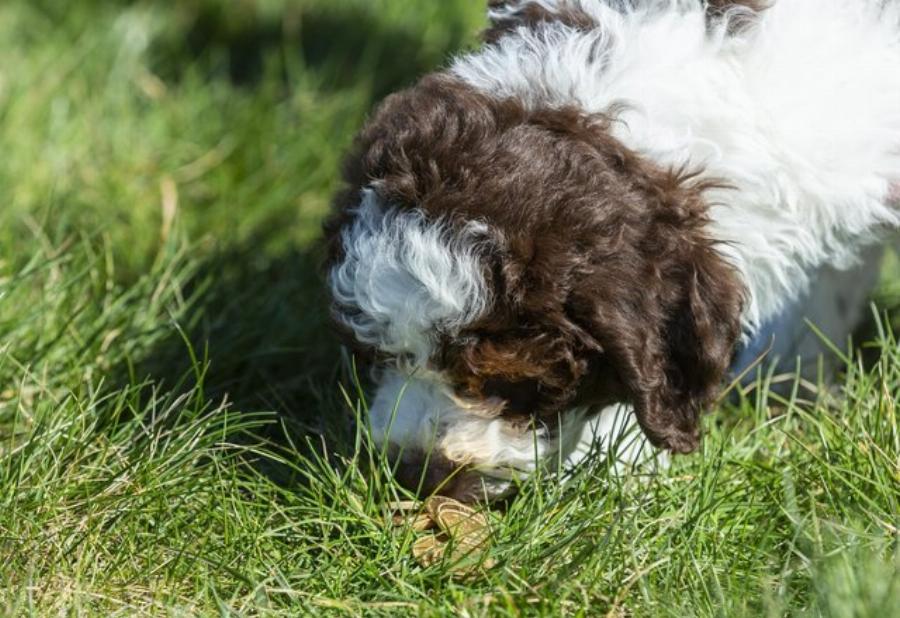«Ήταν η πρώτη του βόλτα»: Υπερτυχερό κουτάβι έσκαψε και ανακάλυψε θησαυρό 6.000 λιρών