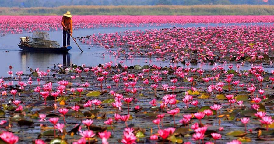 Ταϋλάνδη: Ένα υπερθέαμα από την λίμνη γεμάτη με ροζ λωτούς