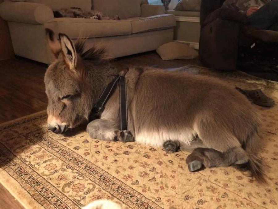 Γαϊδουράκι σαν κατοικίδιο: Ζει κανονικά σε σπίτι  όπως ένας σκύλος