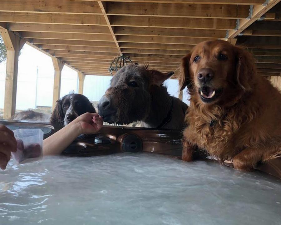 Γαϊδουράκι σαν κατοικίδιο: Ζει κανονικά σε σπίτι  όπως ένας σκύλος