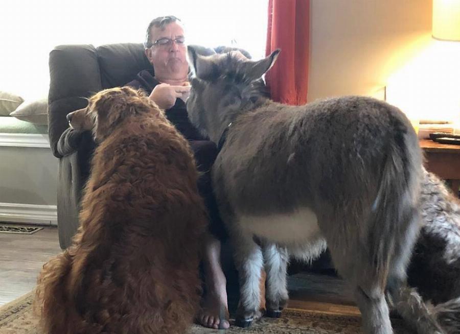 Γαϊδουράκι σαν κατοικίδιο: Ζει κανονικά σε σπίτι  όπως ένας σκύλος