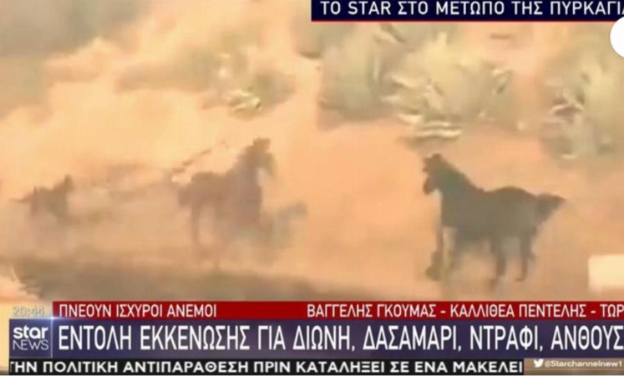Φωτιά στην Πεντέλη: Άλογα τρέχουν ανάμεσα στις φλόγες να σωθούν
