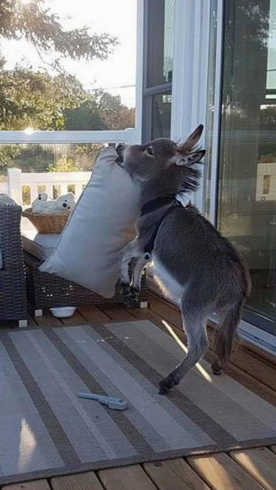 Γαϊδουράκι σαν κατοικίδιο: Ζει κανονικά σε σπίτι  όπως ένας σκύλος