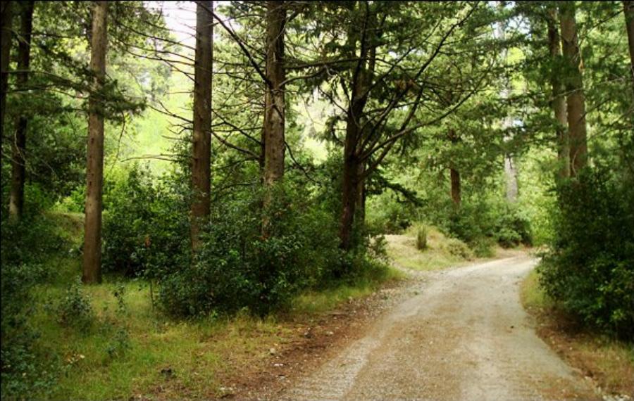 Τι κάνει τα ατέλειωτα βουνά της Βουλγαρίας να μην καίγονται όπως της Ελλάδας