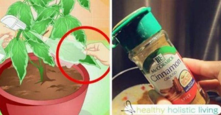 Παίρνει και ρίχνει μια κουταλιά κανέλα στις γλάστρες και το αποτέλεσμα θα σας αφήσει με το στόμα ανοιχτό