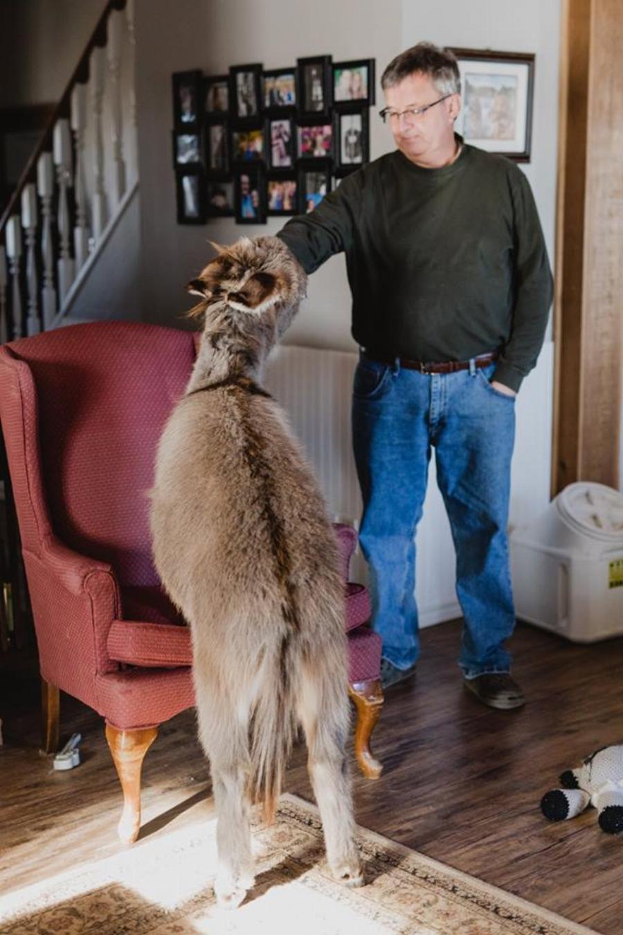 Γαϊδουράκι σαν κατοικίδιο: Ζει κανονικά σε σπίτι  όπως ένας σκύλος