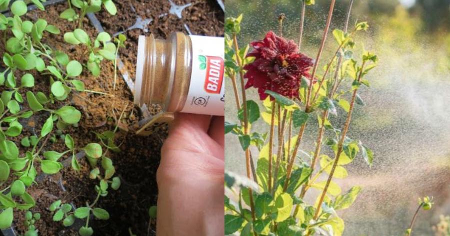 Παίρνει και ρίχνει μια κουταλιά κανέλα στις γλάστρες και το αποτέλεσμα θα σας αφήσει με το στόμα ανοιχτό