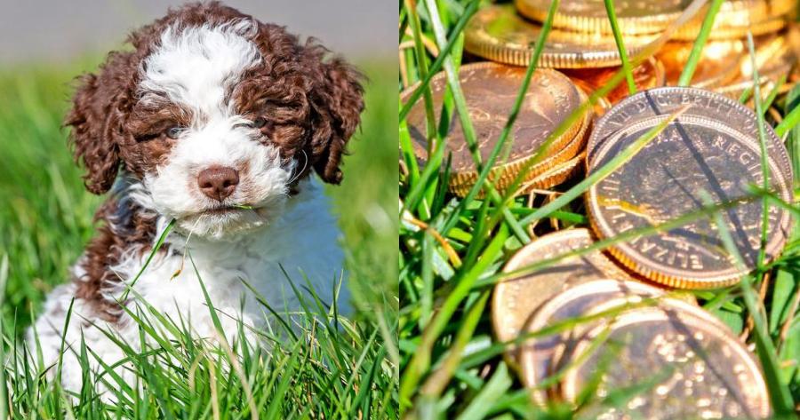 «Ήταν η πρώτη του βόλτα»: Υπερτυχερό κουτάβι έσκαψε και ανακάλυψε θησαυρό 6.000 λιρών