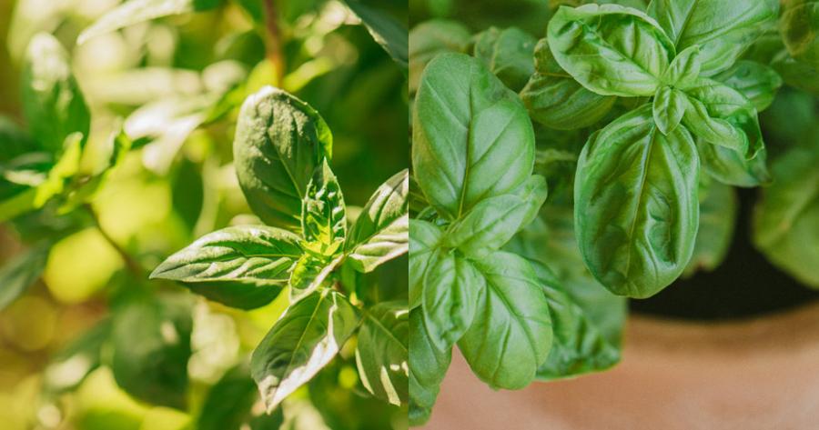 Πήρε και έβαλε αυτό το φυτό στο μπαλκόνι του και έλυσε το μεγαλύτερο πρόβλημα του καλοκαιριού που μας ταλαιπωρεί όλους