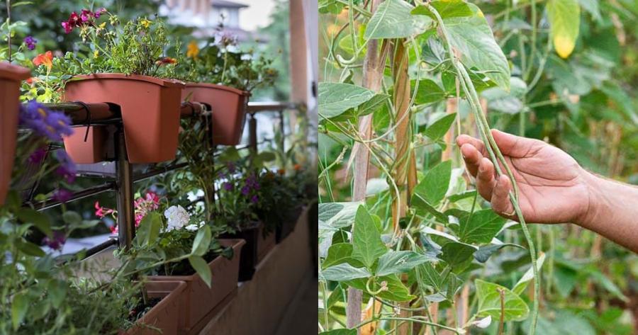 Το μυστικό των κηπουρών: Το απόλυτο κόλπο που θα κάνει τα φυτά σας να ζωντανέψουν ξανά