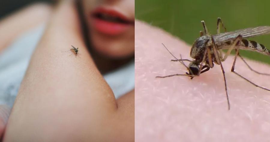 Η ιδανική λύση: Πείτε αντίο στα κουνούπια με αυτούς τους 5 φυσικούς τρόπους και θα μας θυμηθείτε