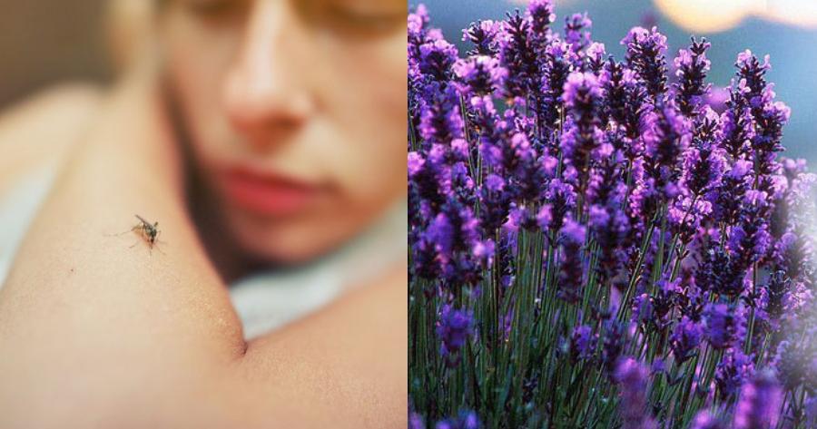 Τέλος τα κουνούπια: Το σπιτικό μείγμα με 2 υλικά για να τα διώξετε από το σπίτι σας μια και καλή