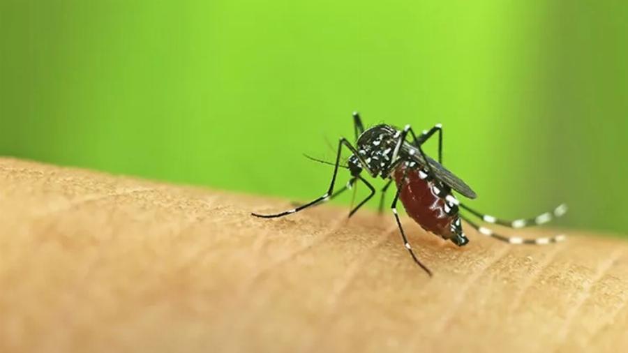 Εξαφανίστε τα κουνούπια: Ο έξυπνος, απλός και φυσικός τρόπος, για να ησυχάσετε από τα κουνούπια με 6 βήματα