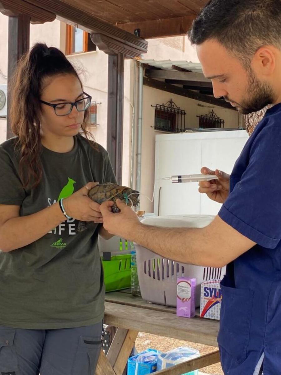 Πράξεις αγάπης: Εθελοντές περιθάλπουν και διασώζουν ζώα στο δάσος της Δαδιάς που καίγεται