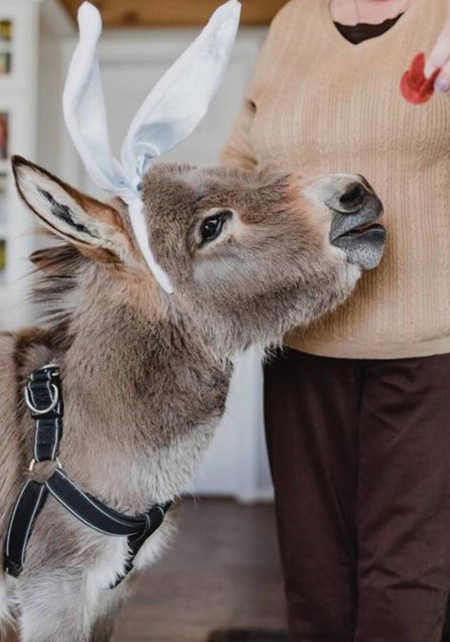 Γαϊδουράκι σαν κατοικίδιο: Ζει κανονικά σε σπίτι  όπως ένας σκύλος